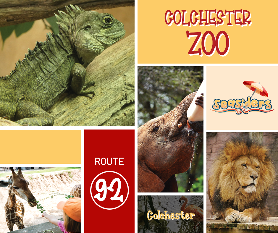 Animals and Reptiles at Colchester Zoo