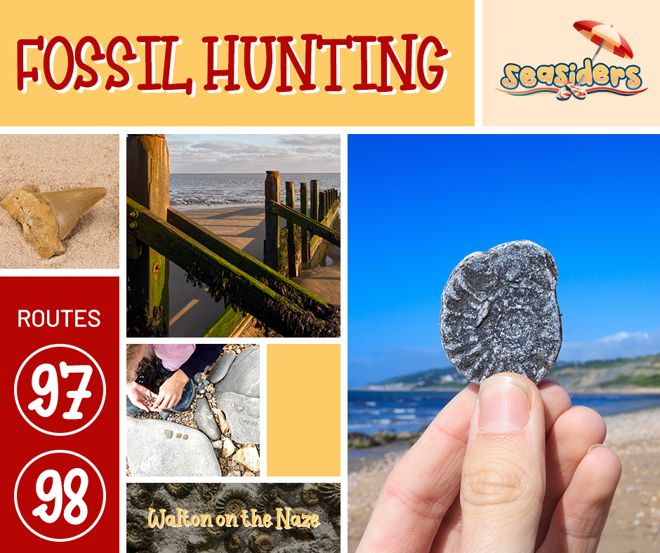 Fossil hunting in Walton on the Naze