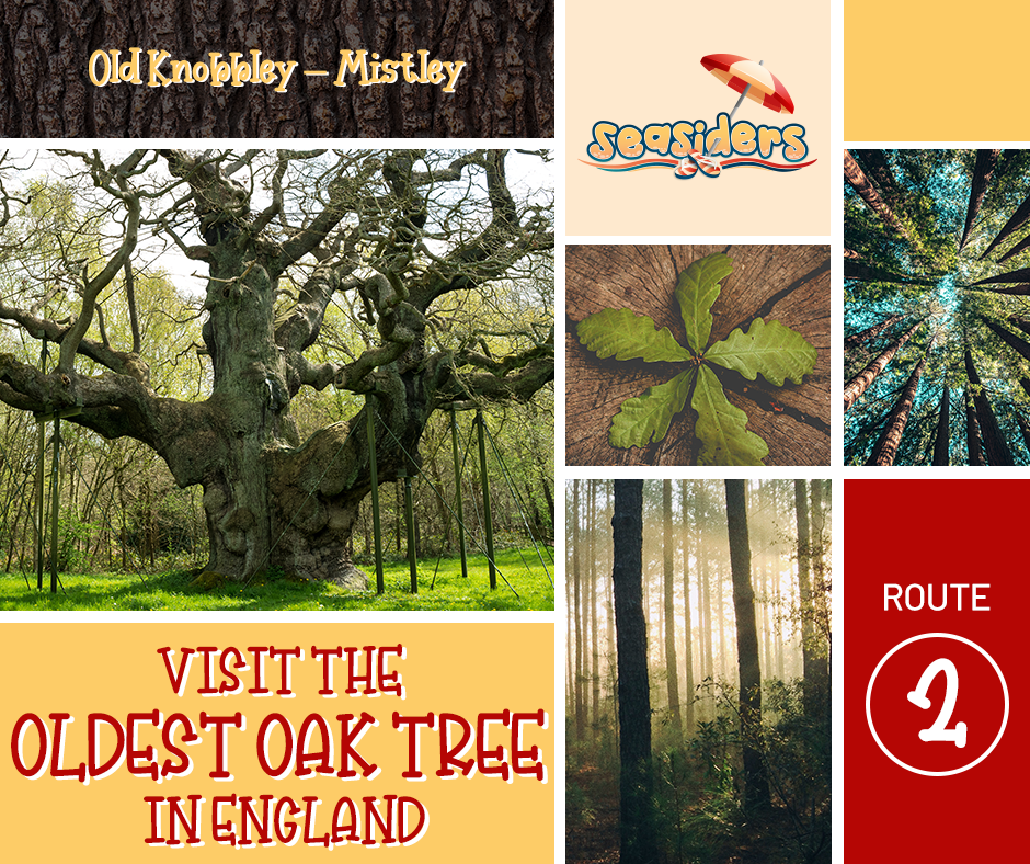 Visit the  oldest tree in England